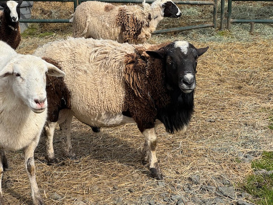 Ram Lambs - call for appointment