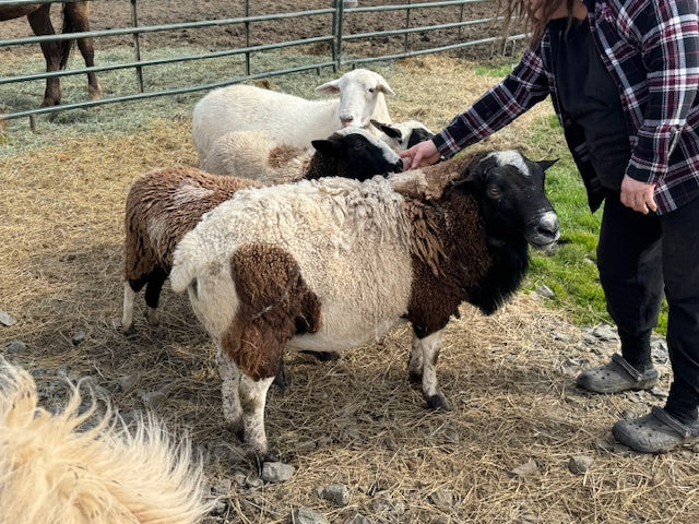 Ram Lambs - call for appointment