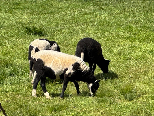 Breeding Ewes - inquire for pricing